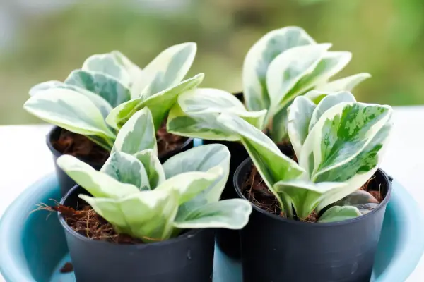 Peperomia obtusifolia, baby rubber plant. Getty images.