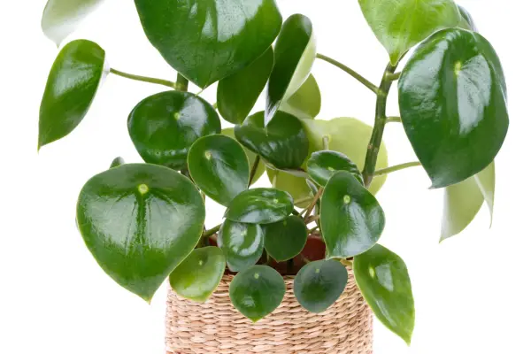 Peperomia polybotrya (Peperomia 