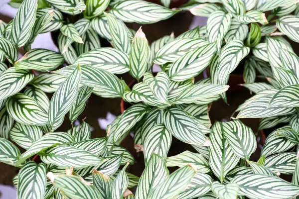 Ctenanthe oppenheimiana. Getty Images