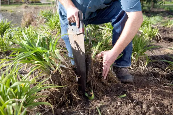 Dividing a clump of daylilies with a saw