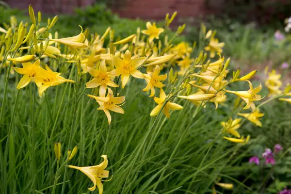 Hemerocallis lilioasphodelus