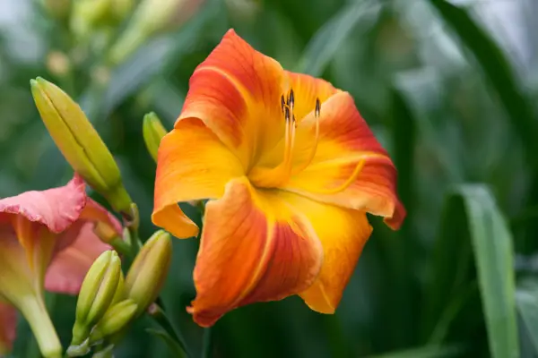 Daylily 