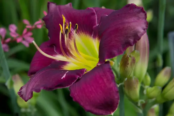Hemerocallis 