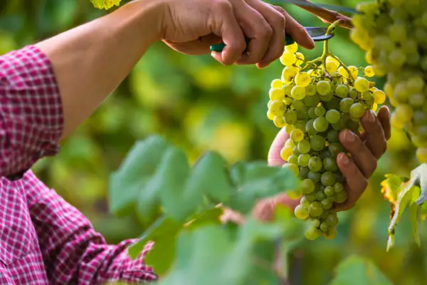 Harvesting grapes. Credit: Getty Images