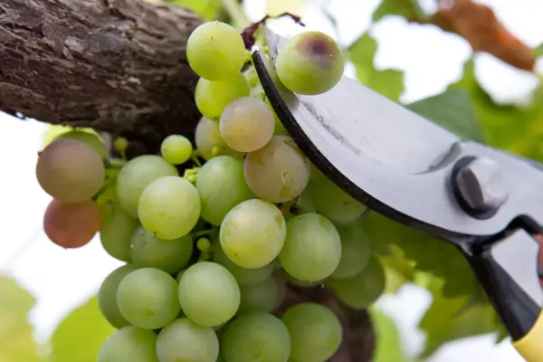 Removing a rotting grape