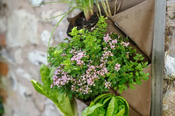 How to grow oregano - oregano growing in a pot
