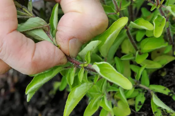 Harvesting oregano