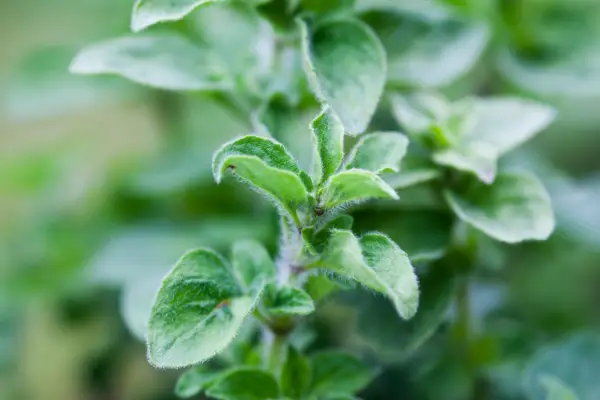 Oregano foliage