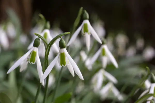 Galanthus elwesii 