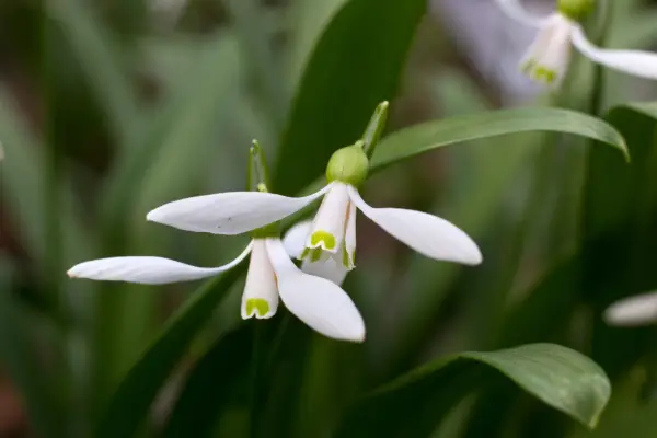 Galanthus woronowii