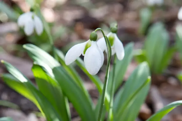 Galanthus plicatus 