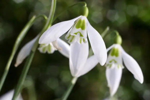 Galanthus 