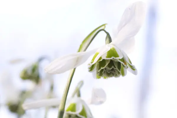 Galanthus 
