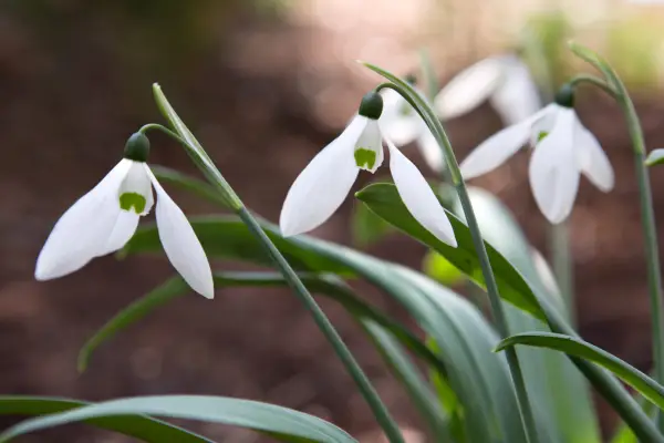 Galanthus elwesii 