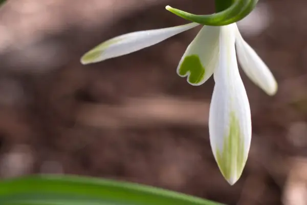Galanthus 