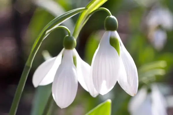Galanthus 
