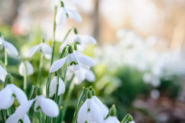 Galanthus 