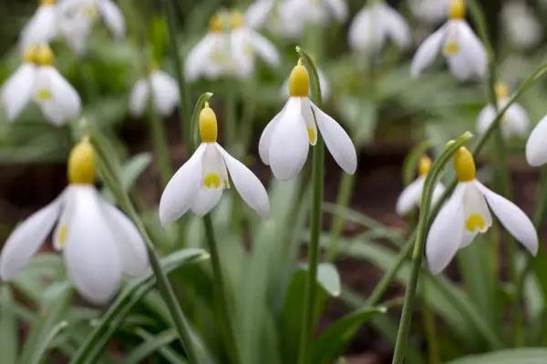 Galanthus 