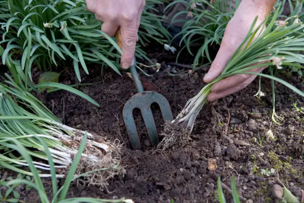 Planting snowdrops in the green