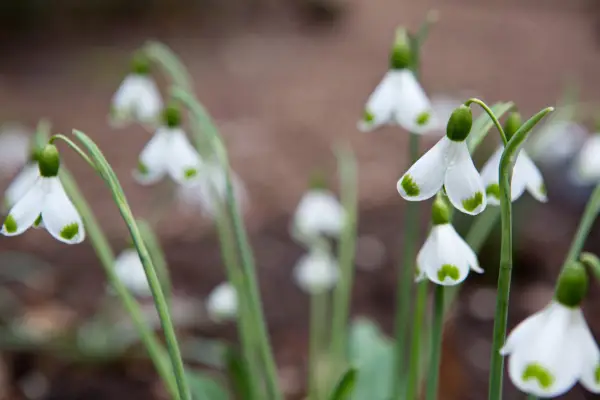 Galanthus plicatus 