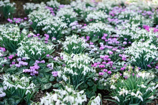 Cyclamen coum with snowdrops (Galanthus nivalis)