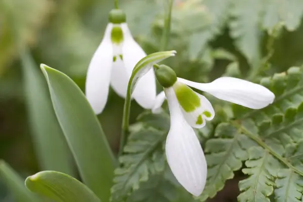 Galanthus elwesii