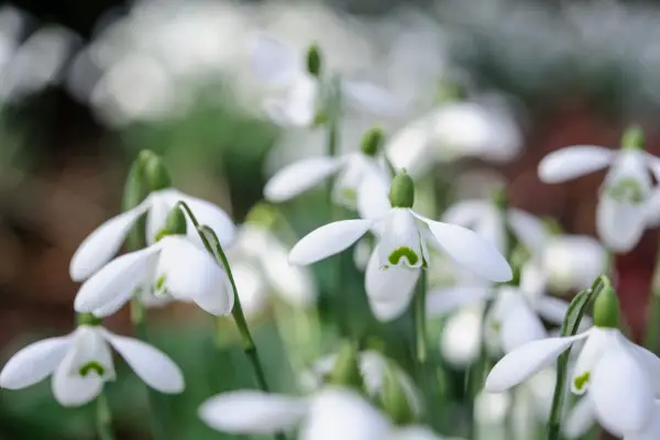 How to grow snowdrops - Galanthus 