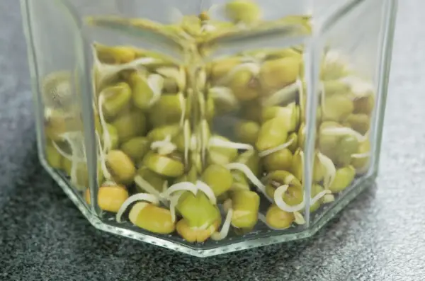 איך לגדל פולסים נובטים בתוך הבית