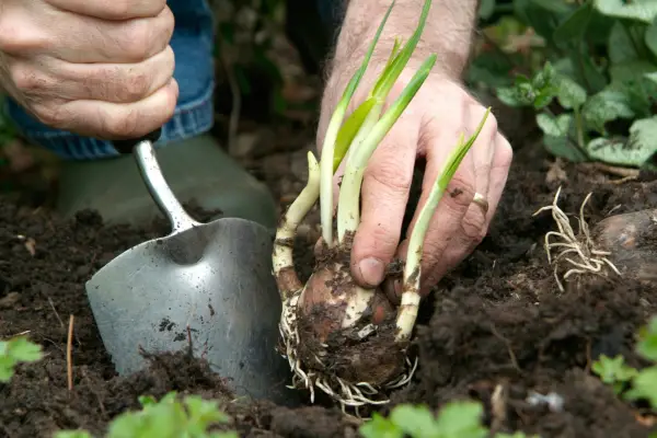 Digging a planting hole with a trowel