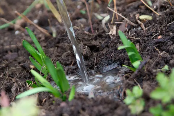 Watering in leucojum bulbs