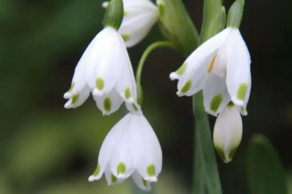 Leucojum 