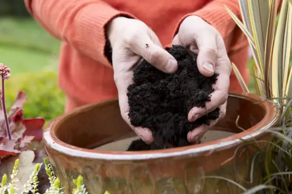 Adding compost to the pot