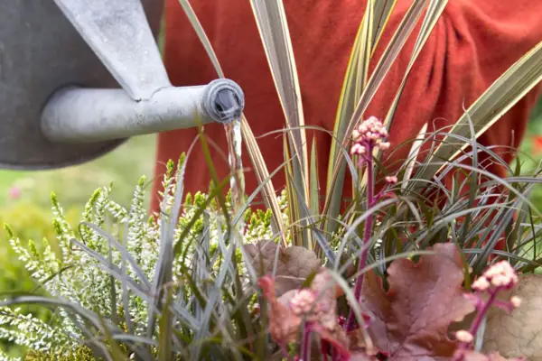 Watering the plants