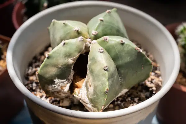 Propiedad de la raíz en las plantas domésticas