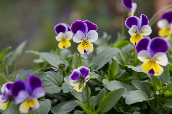 Viola tricolor