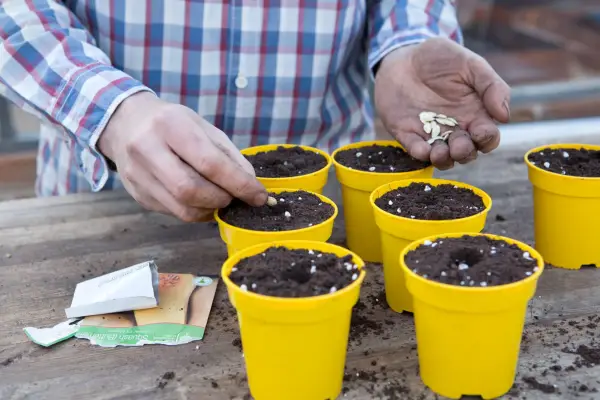 How to grow butternut squash - sowing seed