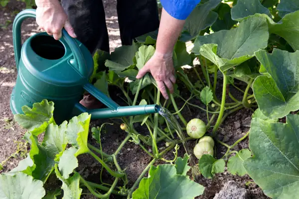 How to grow butternut squash - tending butternut squash