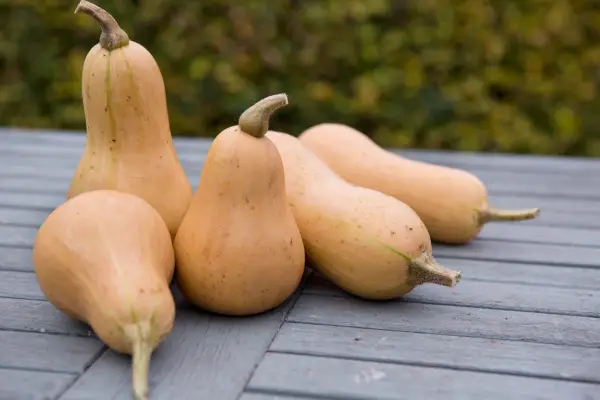 How to grow butternut squash - varieties to try