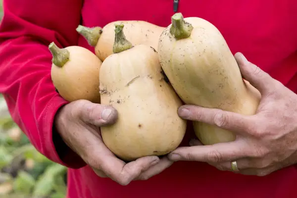 Jak pěstovat ořešák squash