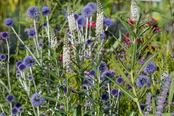 Echinops growing with veronicastrum and perovskia