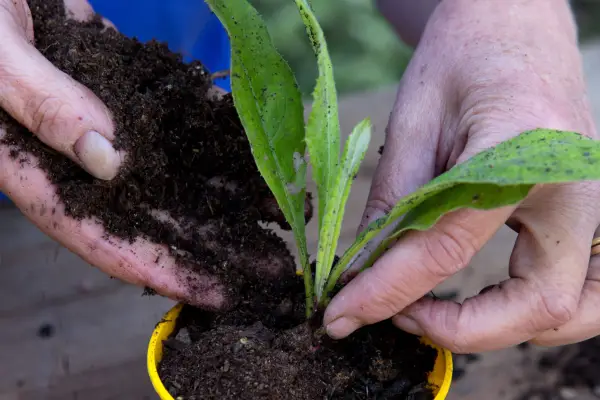 Potting on an echinops seedling