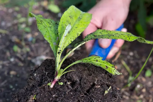 Digging up a self-sown seedling to pot on