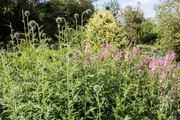 Echinops growing with sidalcea
