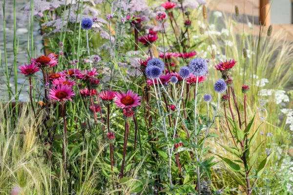 Echinops growing with stipa, achillea, verbena and echinacea