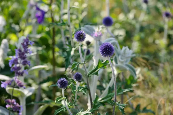 Echinops ritro 