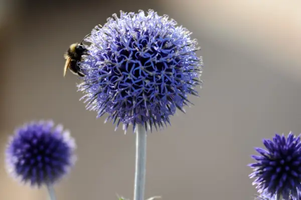 Echinops with bumblebee