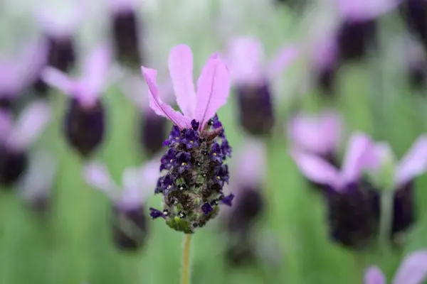 Lavandula stoechas Fathead