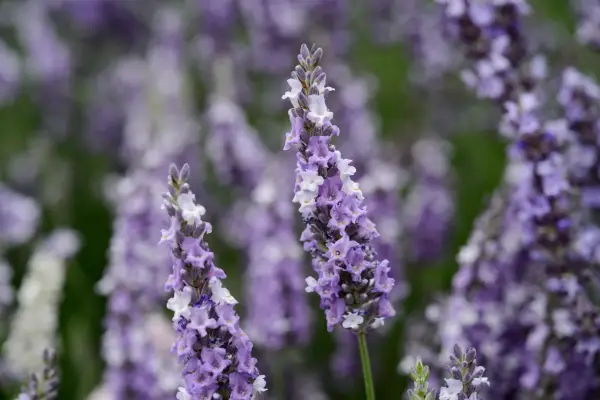 Lavandula x intermedia 