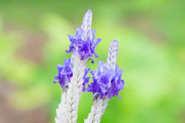 Lavandula x christiana