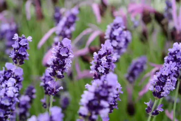 Lavandula angustifolia 